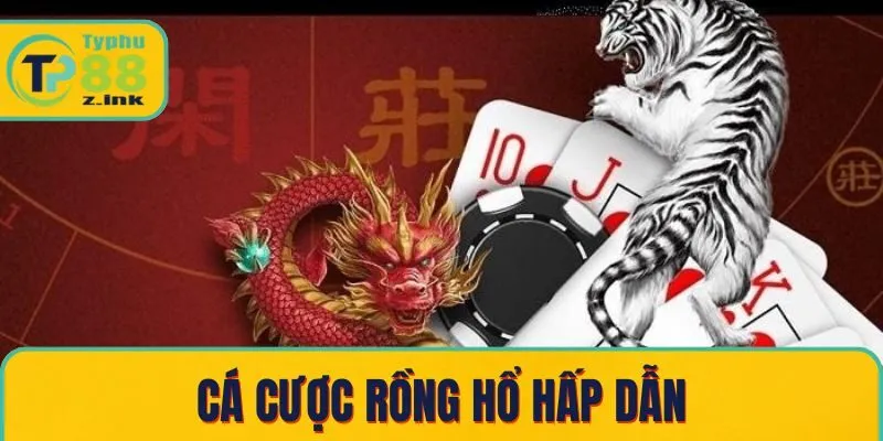 Cá cược rồng hổ hấp dẫn