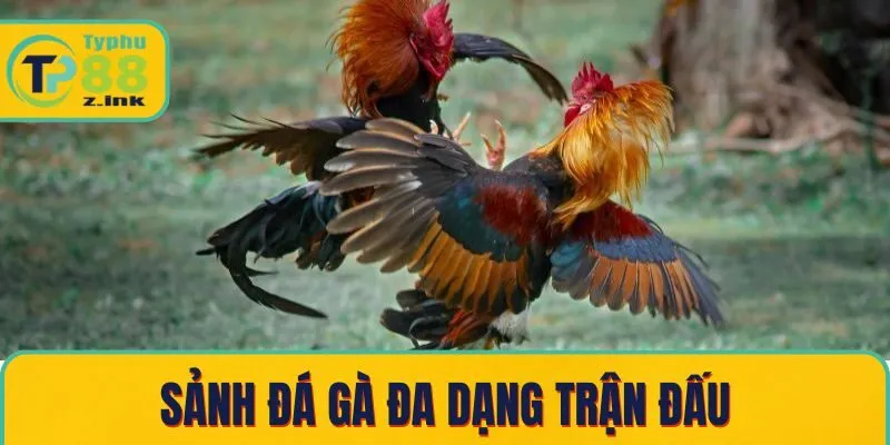 Sảnh đá gà đa dạng trận đấu