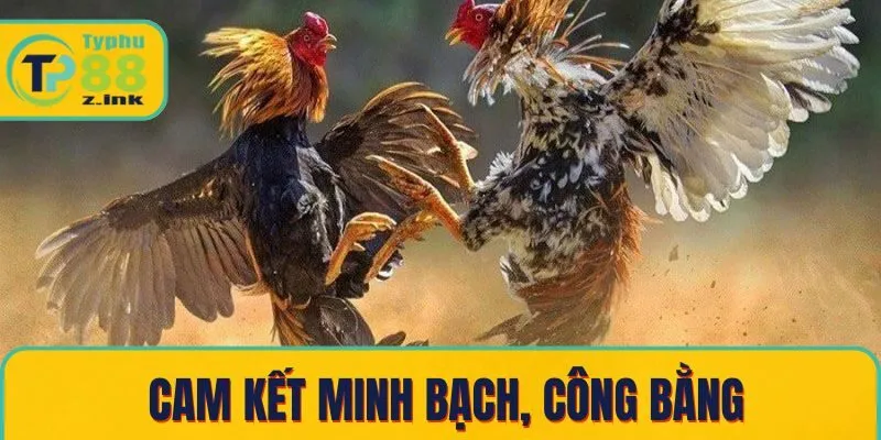 Hệ thống cam kết minh bạch, công bằng