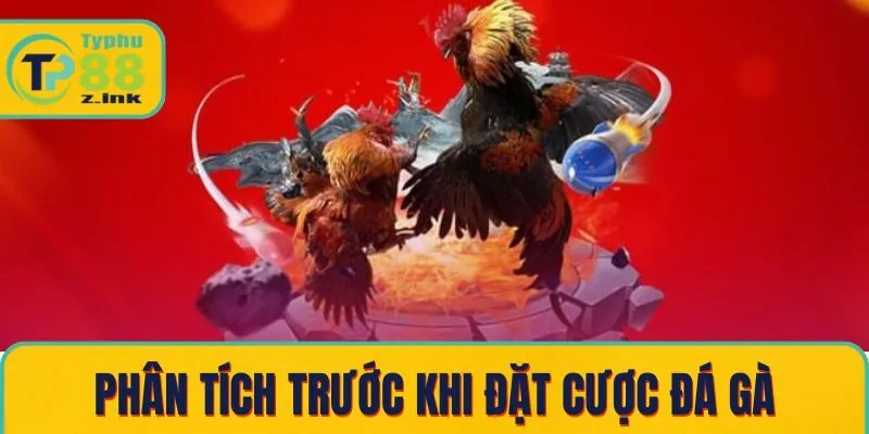 Phân tích trước khi đặt cược đá gà