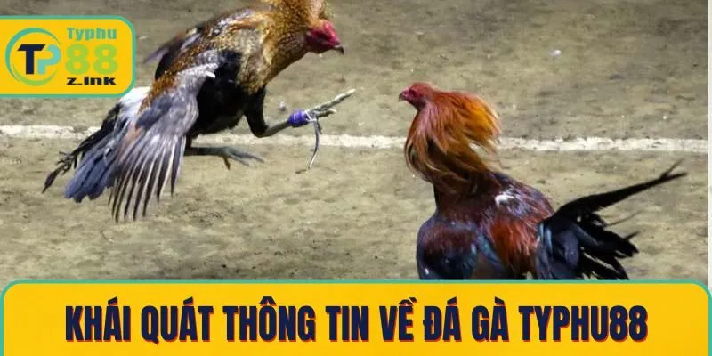 Khái quát thông tin về đá gà Typhu88